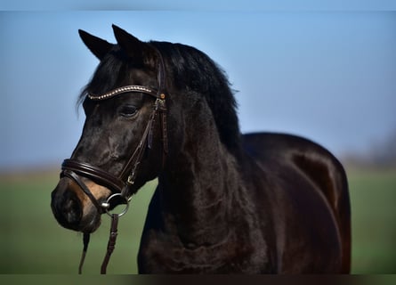 Más ponis/caballos pequeños, Yegua, 8 años, 155 cm, Castaño