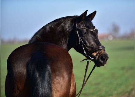 Más ponis/caballos pequeños, Yegua, 8 años, 155 cm, Castaño