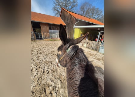 Maultier, Stute, 4 Jahre, 156 cm, Brauner