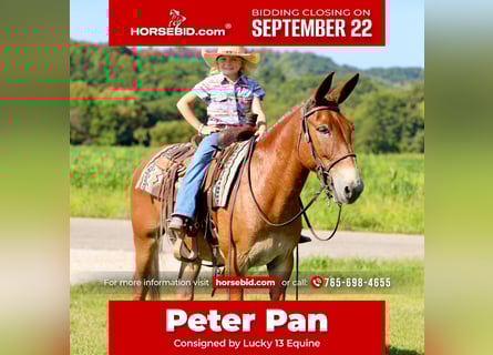 Maultier, Wallach, 10 Jahre, 150 cm, Rotfuchs