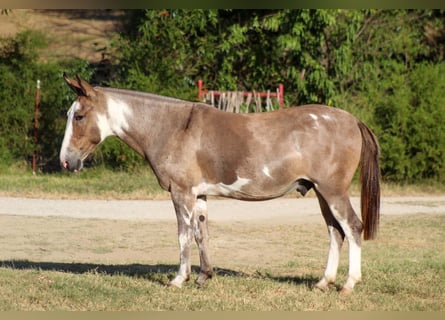 Maultier, Wallach, 12 Jahre, Schecke