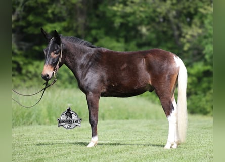 Maultier, Wallach, 4 Jahre, 155 cm, Rotbrauner