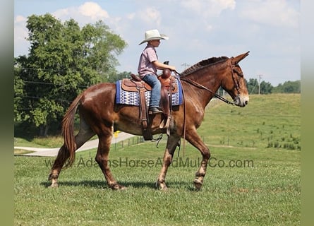 Maultier, Wallach, 8 Jahre, 157 cm, Rotbrauner