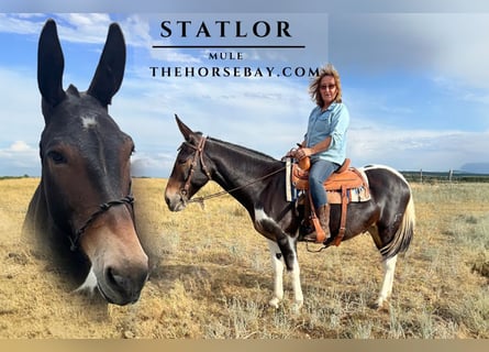 Maultier, Wallach, 9 Jahre, 150 cm, Tobiano-alle-Farben
