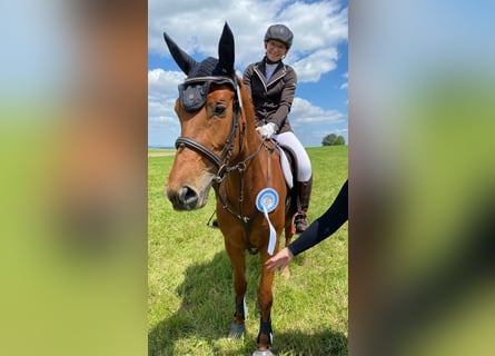 Mały koń niemiecki, Klacz, 6 lat, 157 cm, Kasztanowata