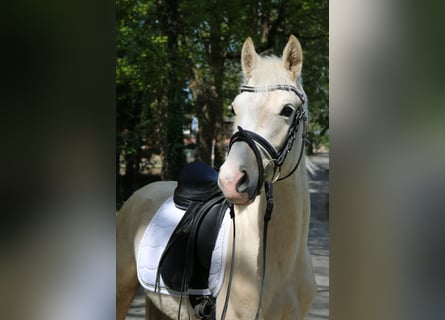 Mały koń niemiecki, Ogier, 3 lat, 136 cm, Izabelowata