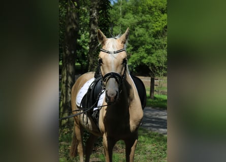 Mały koń niemiecki, Ogier, 3 lat, 146 cm, Izabelowata