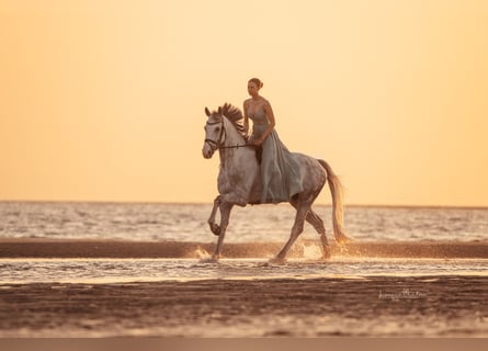 Mecklemburgo, Caballo castrado, 10 años, 172 cm, Tordo