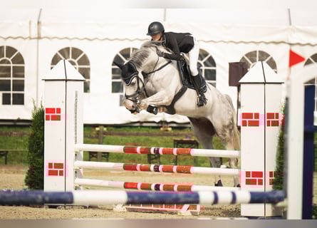 Mecklemburgo, Caballo castrado, 10 años, 172 cm, Tordo