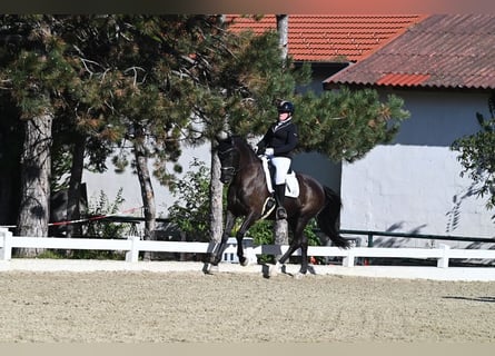 Mecklemburgo, Caballo castrado, 11 años, 166 cm, Negro