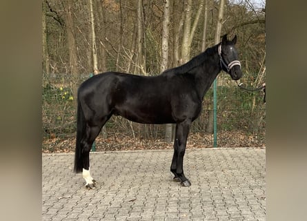 Mecklemburgo, Caballo castrado, 3 años, 165 cm, Negro