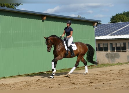 Mecklemburgo, Caballo castrado, 4 años, 170 cm, Castaño