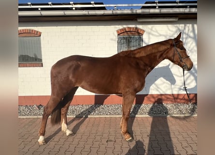 Mecklemburgo, Caballo castrado, 4 años, 172 cm, Alazán