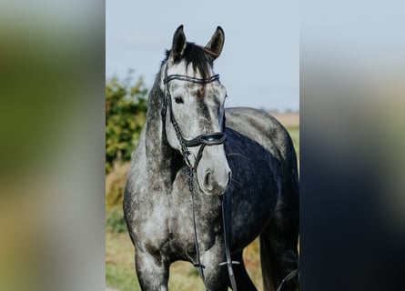 Mecklemburgo, Caballo castrado, 4 años, 172 cm, Tordillo negro