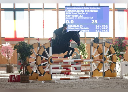 Mecklemburgo, Caballo castrado, 5 años, 168 cm, Castaño oscuro