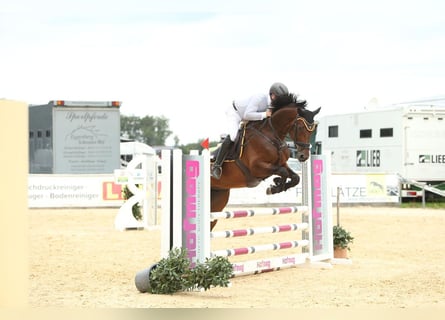 Mecklemburgo, Caballo castrado, 5 años, 174 cm, Castaño