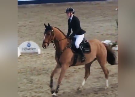 Mecklemburgo, Caballo castrado, 6 años, 166 cm, Alazán