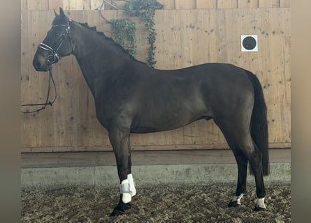 Mecklemburgo, Caballo castrado, 6 años, 167 cm, Castaño oscuro