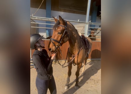 Mecklemburgo, Caballo castrado, 6 años, 170 cm