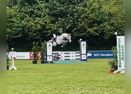 Mecklemburgo, Caballo castrado, 7 años, 182 cm, Tordo