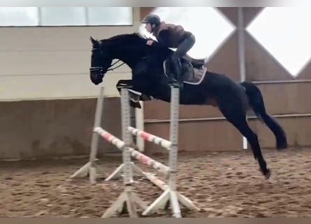 Mecklemburgo, Caballo castrado, 8 años, 167 cm, Castaño oscuro