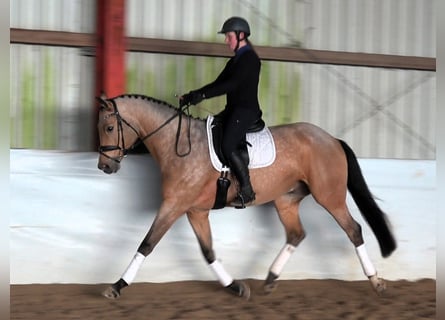 Mecklemburgo, Caballo castrado, 8 años, 169 cm, Buckskin/Bayo