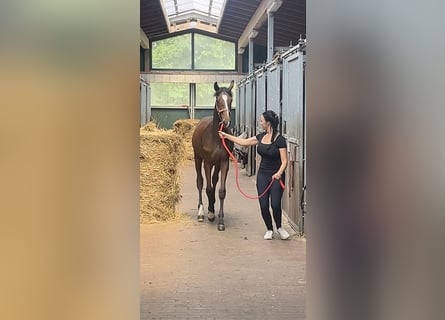 Mecklemburgo, Semental, 1 año, 167 cm, Castaño