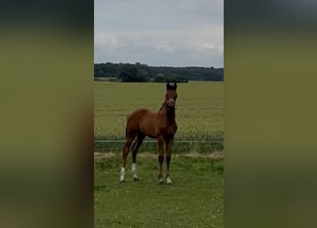 Mecklemburgo, Semental, 1 año, Castaño