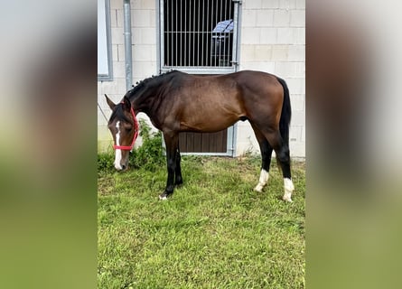 Mecklemburgo, Semental, 2 años, 162 cm