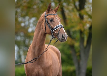 Mecklemburgo, Semental, 2 años, Alazán