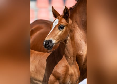 Mecklemburgo, Semental, 2 años, Alazán