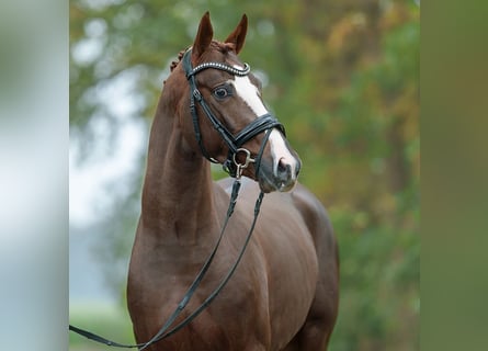 Mecklemburgo, Semental, 2 años, Alazán