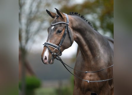 Mecklemburgo, Semental, 2 años, Castaño