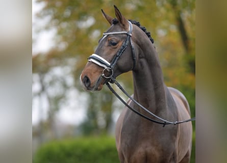 Mecklemburgo, Semental, 2 años, Castaño oscuro