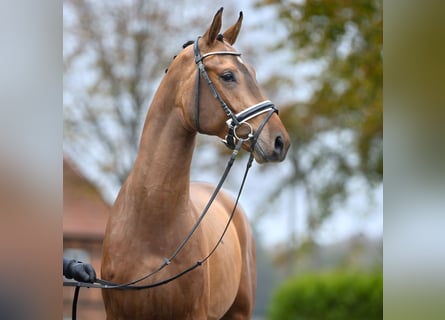 Mecklemburgo, Semental, 3 años, Castaño