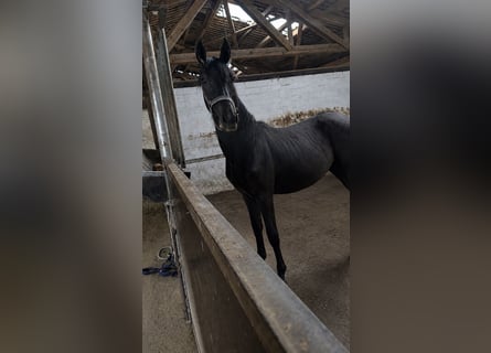 Mecklemburgo Mestizo, Yegua, 1 año, 163 cm, Tordillo negro