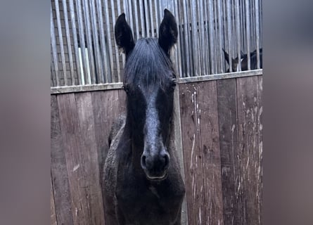 Mecklemburgo Mestizo, Yegua, 1 año, 163 cm, Tordillo negro