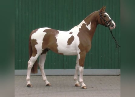 Mecklemburgo, Yegua, 9 años, 166 cm, Negro