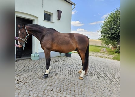 Mecklenburg, Castrone, 14 Anni, 169 cm, Baio scuro