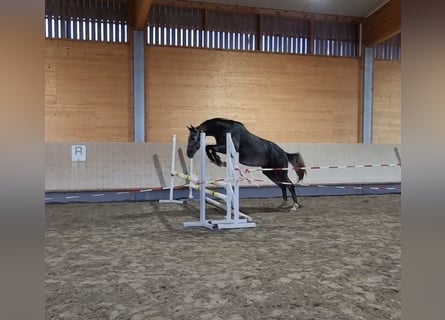 Mecklenburg, Castrone, 3 Anni, 168 cm, Grigio