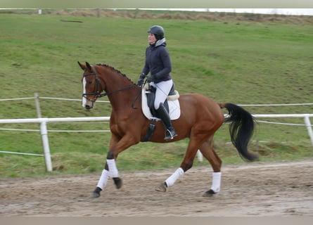Mecklenburg, Castrone, 3 Anni, 170 cm, Baio