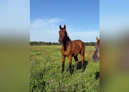 Mecklenburg, Castrone, 3 Anni, 180 cm, Baio