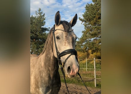 Mecklenburg, Castrone, 4 Anni, 162 cm, Grigio pezzato