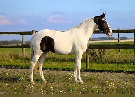 Mecklenburg, Castrone, 4 Anni, 165 cm, Pezzato