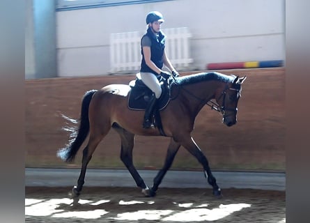 Mecklenburg, Castrone, 4 Anni, 167 cm, Baio