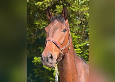 Mecklenburg, Castrone, 4 Anni, 170 cm, Baio