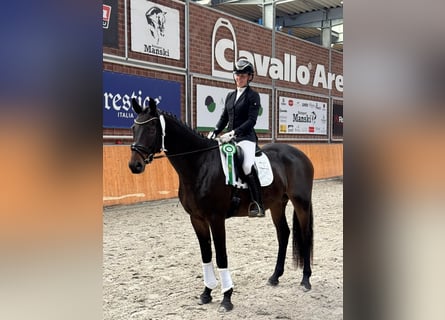 Mecklenburg, Castrone, 5 Anni, 169 cm, Baio nero