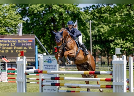 Mecklenburg, Castrone, 7 Anni, 169 cm, Sauro scuro
