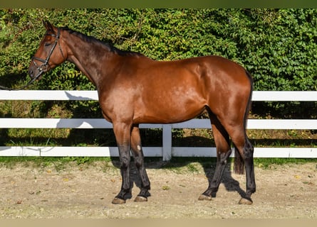 Mecklenburg, Castrone, 7 Anni, 178 cm, Baio