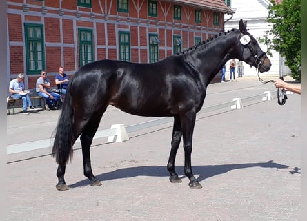 Mecklenburg, Giumenta, 10 Anni, Baio nero